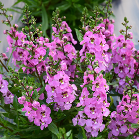 Plant Photo 6