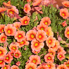 Plant Photo 4