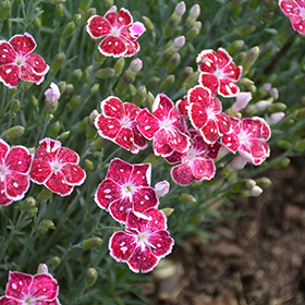 Plant Photo 3