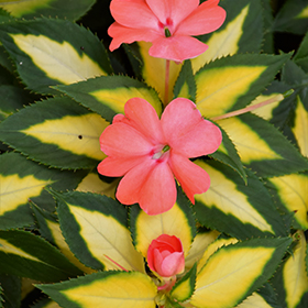 Plant Photo 1