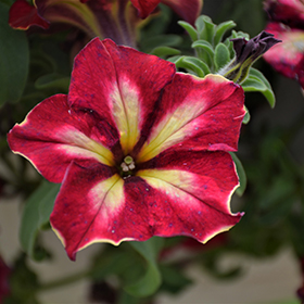 Plant Photo 5
