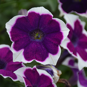 Plant Photo 3