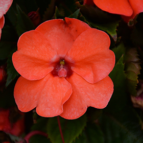 Plant Photo 1