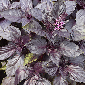 Plant Photo 9