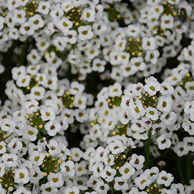 Plant Photo 3