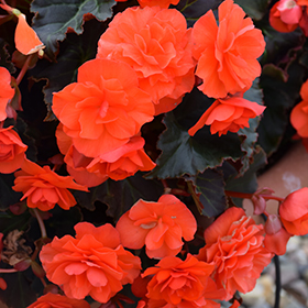 Plant Photo 9