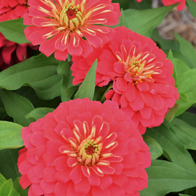Plant Photo 9