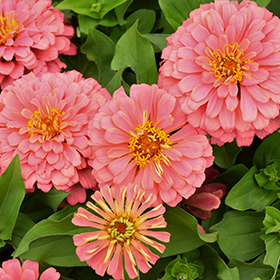 Plant Photo 3