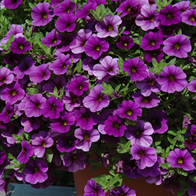 Plant Photo 10
