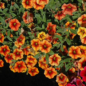 Plant Photo 1