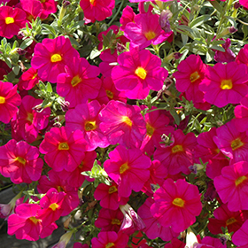 Plant Photo 6