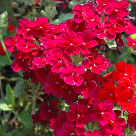 Plant Photo 6