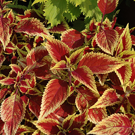 Plant Photo 9