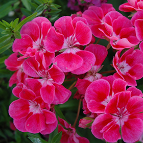 Plant Photo 3