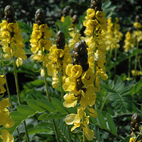 Plant Photo 8