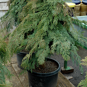 Plant Photo 8