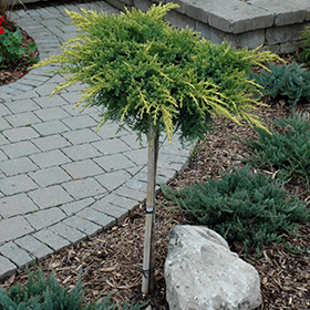 Plant Photo 5