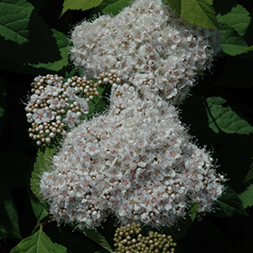 Plant Photo 10