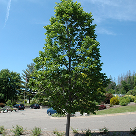 Plant Photo 9