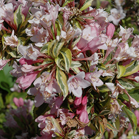 Plant Photo 4