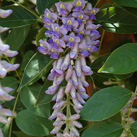 Plant Photo 2