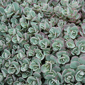 Plant Photo 6