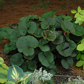 Plant Photo 10