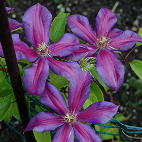 Plant Photo 5