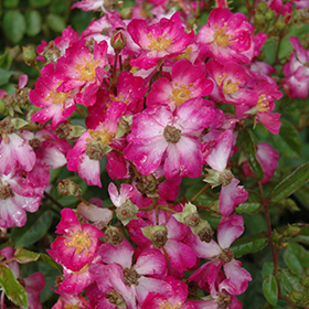Plant Photo 6