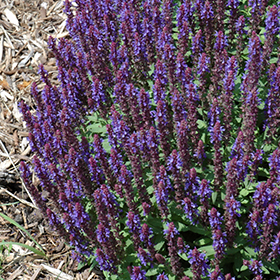 Plant Photo 5