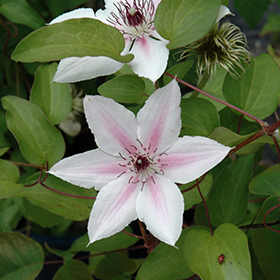 Plant Photo 3