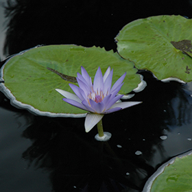 Plant Photo 1