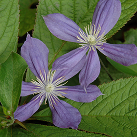 Plant Photo 7