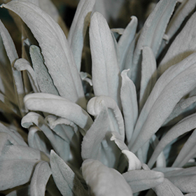 Plant Photo 1