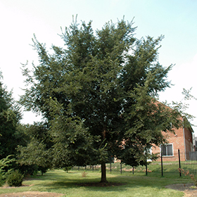 Plant Photo 10