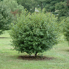 Plant Photo 2