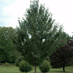 Plant Photo 9