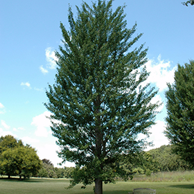 Plant Photo 9