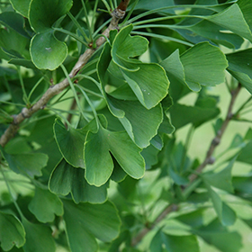 Plant Photo 10