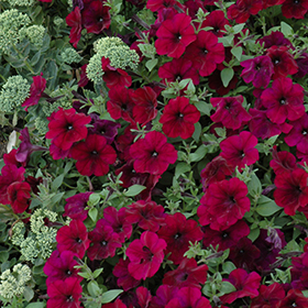 Plant Photo 10