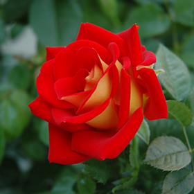 Plant Photo 3