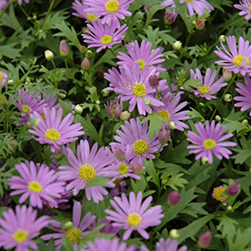 Plant Photo 5