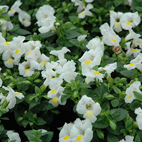 Plant Photo 10