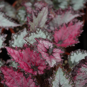 Plant Photo 2