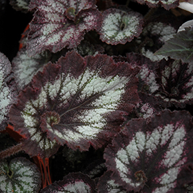 Plant Photo 4