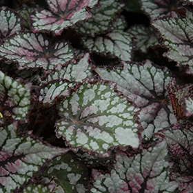 Plant Photo 1