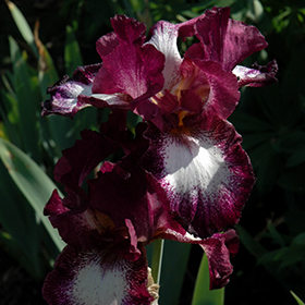 Plant Photo 5