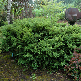 Plant Photo 3