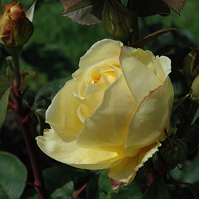 Plant Photo 3