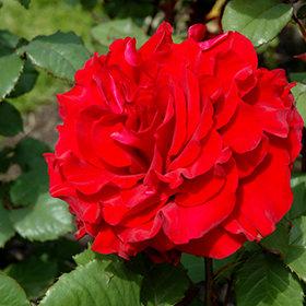Plant Photo 3